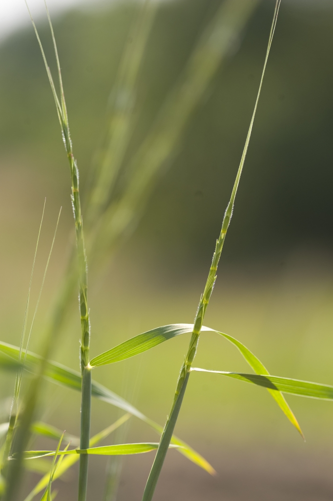 L'origine du blé