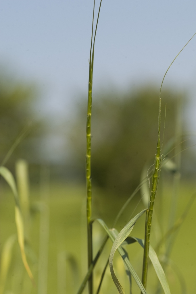 L'origine du blé