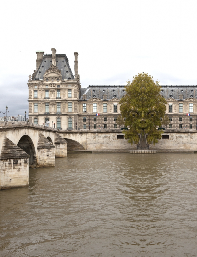 l'âme de l'arbre