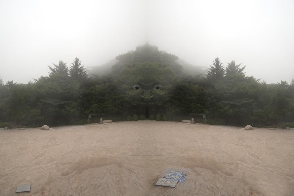 l'âme de l'arbre