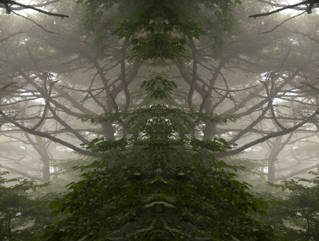 soul of trees